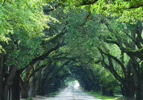 Saddle Up: Aiken, South Carolina Travel Guide - Stuffy Muffy