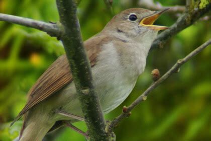 Nightingale Bird Facts, Pictures And Information