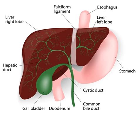 Signs and Symptoms of Bile Duct Cancer