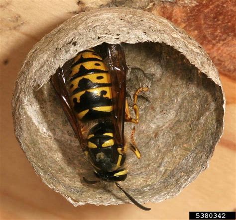 Wasp Nest Removal Destruction - Suffolk Pest Control Company