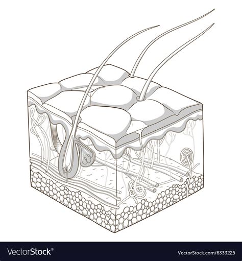 Skin structure Royalty Free Vector Image - VectorStock