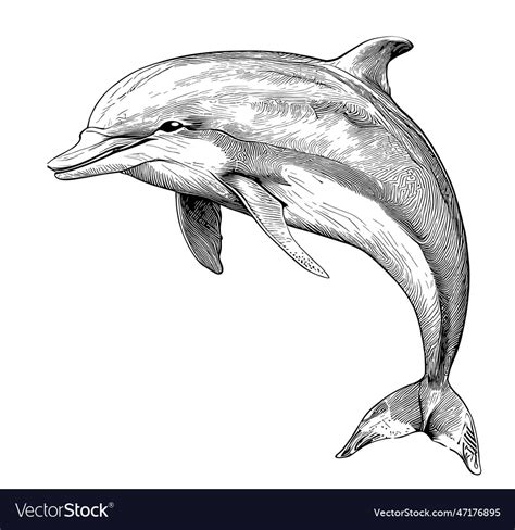 How To Draw A Dolphin Step By Step Realistic