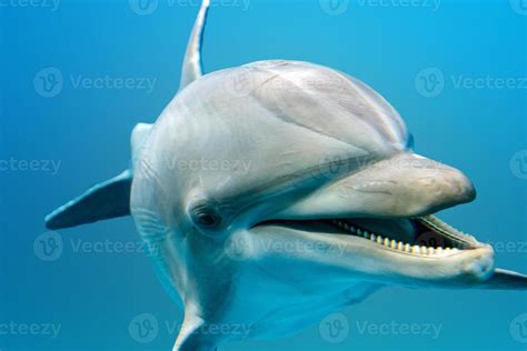 dolphin smiling eye close up portrait detail 12211922 Stock Photo at ...