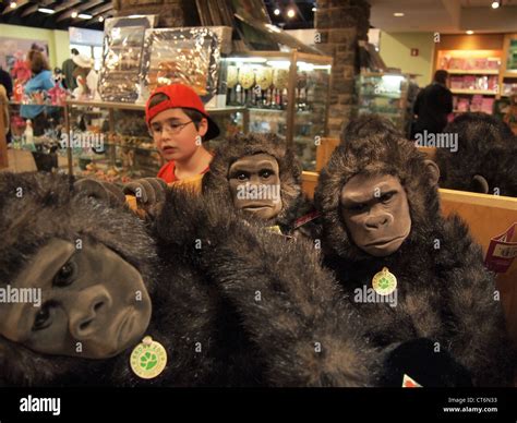 Boy looks at stuffed toy gorillas at the Bronx Zoo gift shop, Bronx ...