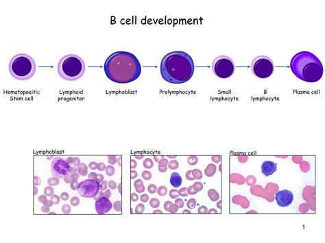 Stages Of B Cell Development