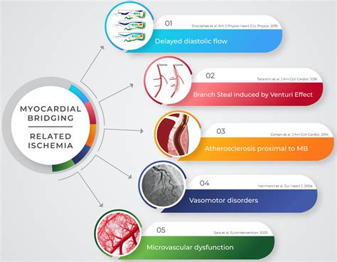 Frontiers | Comprehensive functional and anatomic assessment of ...