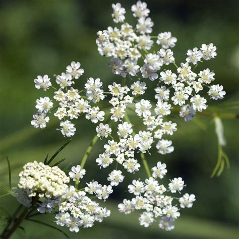 Cumin Plant Care: How To Grow Cumin Herbs In Your Garden