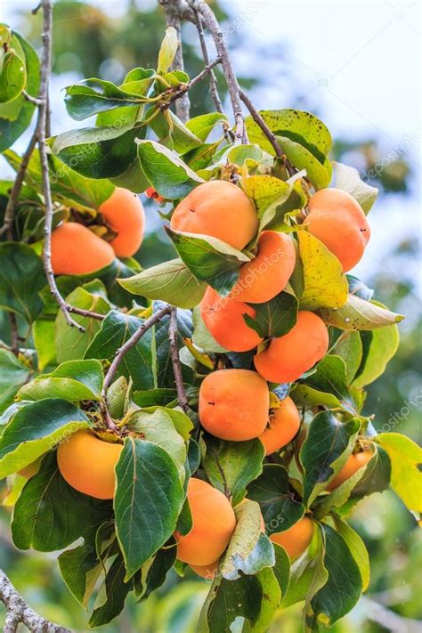 Persimmon tree with fruits ⬇ Stock Photo, Image by © Deerphoto #65707533