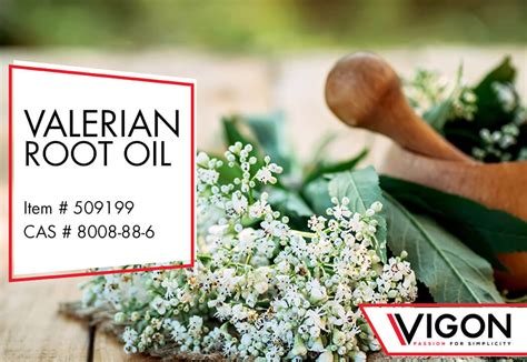 Valerian Root Oil - Vigon