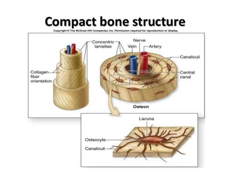 Histo – bone