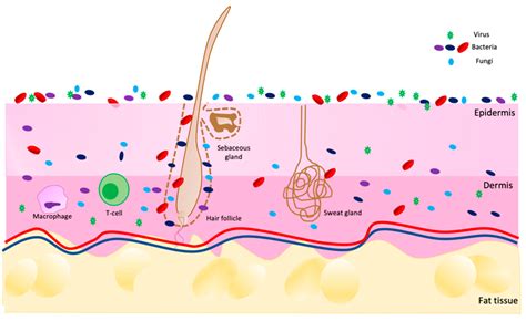 Gehört Geldgummi Bohren acne mechanism Gewähren Infrastruktur Versehentlich