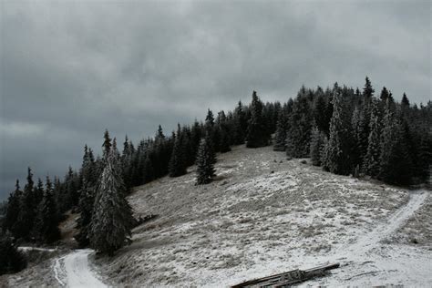 Green Pine Trees On Snow Covered Mountain · Free Stock Photo