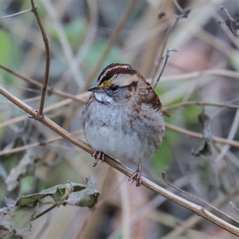 White-throated Sparrow - FeederWatch