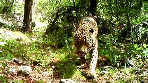 The Only Wild Jaguar in the U.S. Has Finally Been Filmed | HowStuffWorks