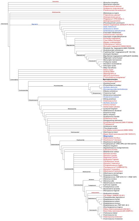 Coelurosauria Cladogram by PaleoNerd1905 on DeviantArt