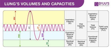 An Overview of Lung Volumes And Capacities (Vital Capacity) - Bút Chì Xanh