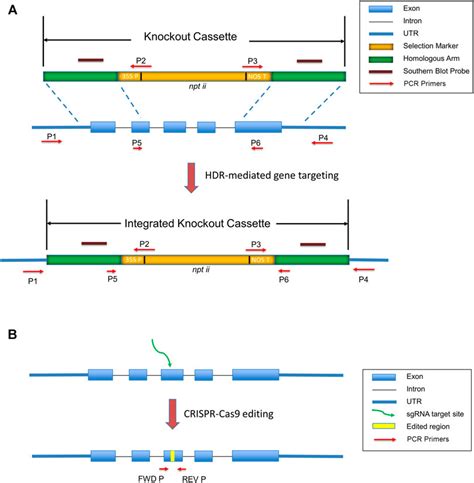 Frontiers | Targeted Gene Knockouts by Protoplast Transformation in the Moss Physcomitrella patens