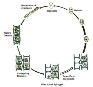 Spirogyra: Characteristics, Structure and Reproduction - Biology Educare