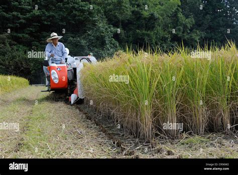 Automatic rice harvesting with a typical small combine harvester which also cuts the chaff in ...