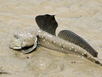 Mudskipper - Fishes World - HD Images & Free Photos