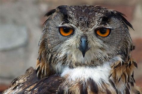 Eurasian Eagle Owl « Big Animals