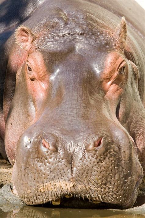 2,163 Hippopotamus Face Stock Photos - Free & Royalty-Free Stock Photos from Dreamstime