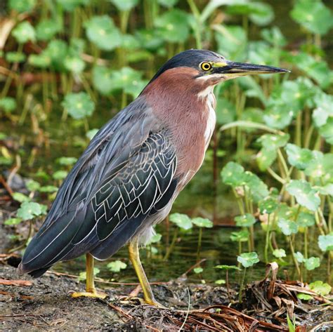 Green Heron wallpapers, Animal, HQ Green Heron pictures | 4K Wallpapers ...