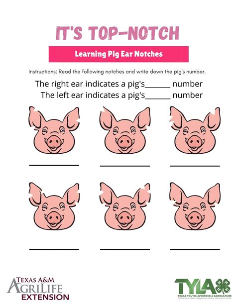 Pig Ear Notching | Pig ear notches, Pig ears, Animal lessons