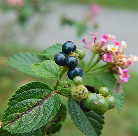 Crisp morning air highlights Lantana's blue seeds and pink… | Flickr