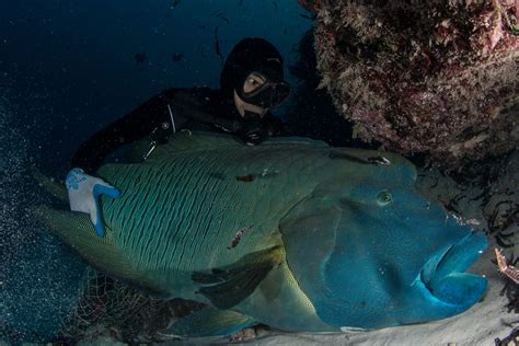 Wrasslin’ reef fish — SOSF tags 20 endangered humphead wrasse - SOSF D'Arros Research Centre