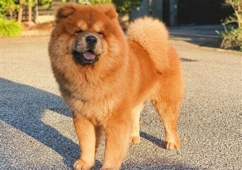 Chow chow colors | 5 Types of Chow chow that are popular today