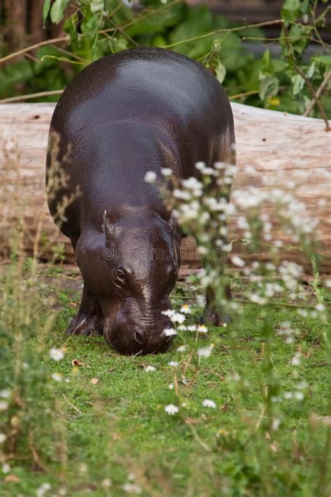 Grazes Eats on Green Grass. Pygmy Hippo Hippopotamus is a Cute Little Hippo Stock Image - Image ...