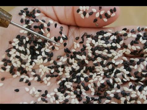 Trypophobia Trigger: Sesame Seeds on Hand - YouTube