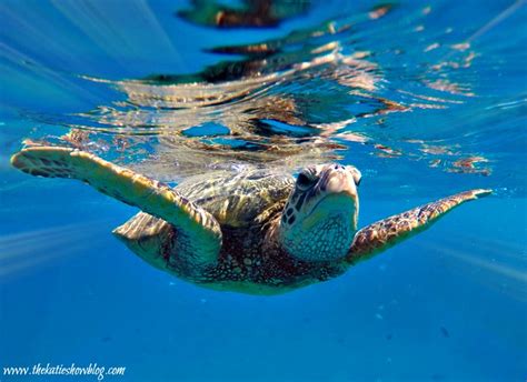 Snorkeling Tips And Tricks For Beginners