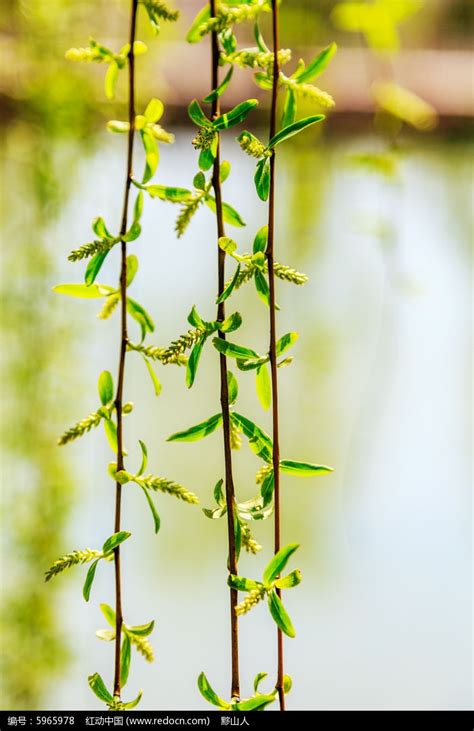 柳枝上的柳花高清图片下载_红动中国