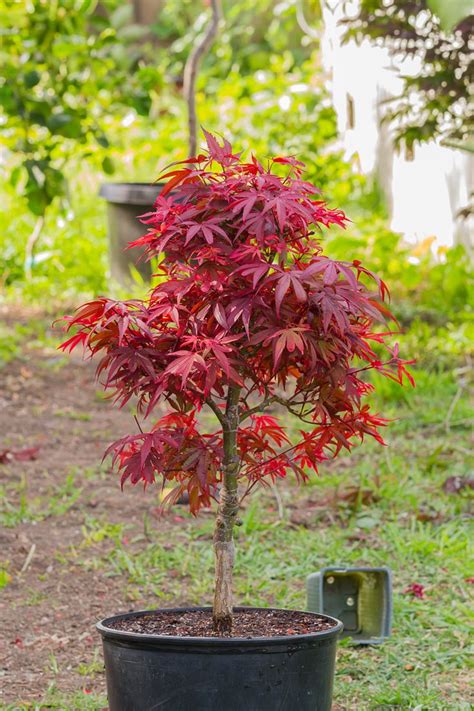Acer Palmatum Shaina... My brother gave me this AWESOME Japanese Red Maple. I will be putting ...