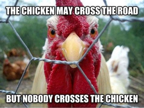 See original image | Funny bird pictures, Chicken humor, Funny birds