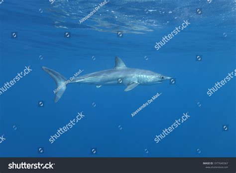 Isurus Images, Stock Photos & Vectors | Shutterstock