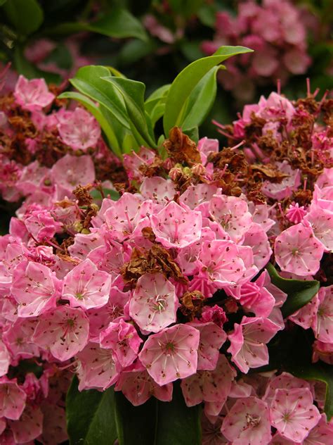 Valentine Flowers - Mountain Laurel Flowers | Best Memorial Day