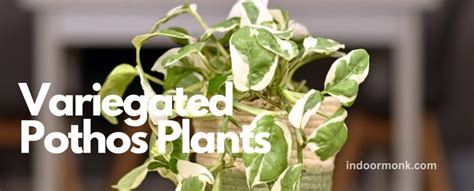 Ultimate Guide To Variegated Pothos Plants - Indoor Monk