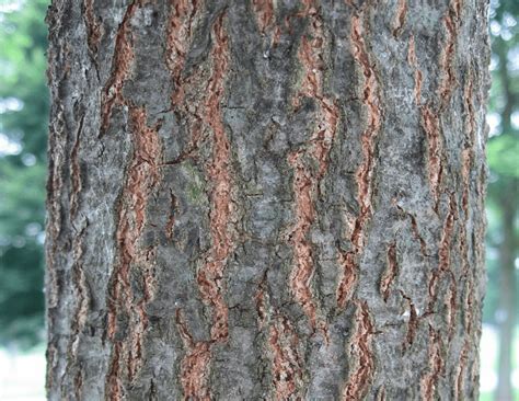 Common Types of Oak Trees (With Bark Photos for Identification ...