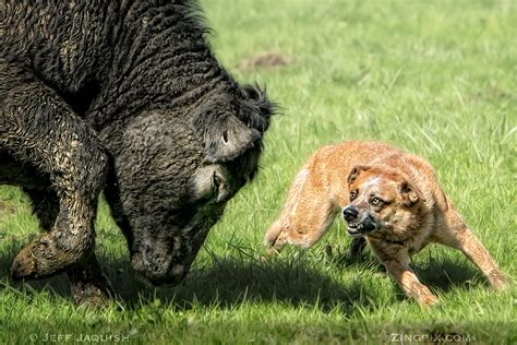 Australian Cattle Dog Herding Cattle by Jeff Jaquish / 500px