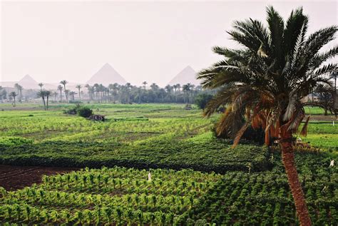 Multimedia Gallery - Crops growing in an Egyptian oasis, with the ...