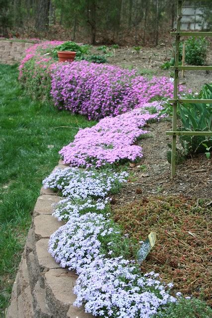 CARPET PHLOX | Charles | Flickr