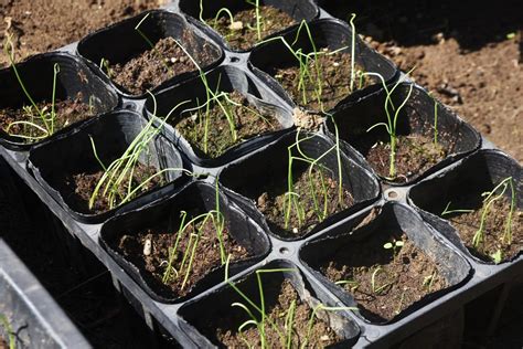 Growing Onions From Seed - Melissa K. Norris