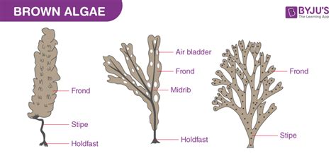 Brown Algae or Phaeophyceae: Characteristics, Examples and Economic ...