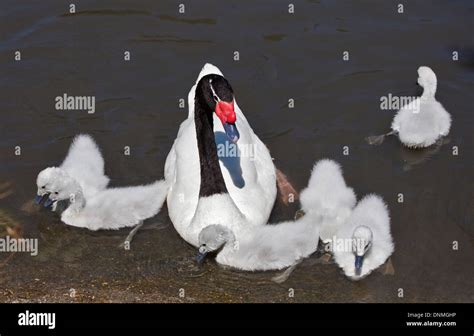 Black Necked Swan and Cygnets (cygnus melancoryphus Stock Photo - Alamy