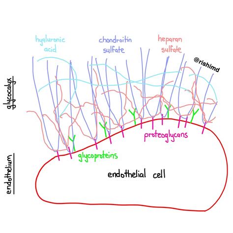 The Endothelial Glycocalyx | RK.MD