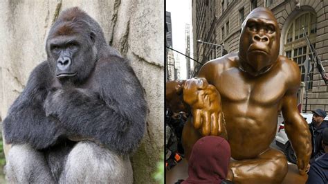 Tributes flood in for Harambe on the seventh anniversary of his death