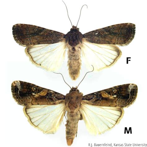 Fall Armyworm Identification & Scouting // Integrated Pest Managment, University of Missouri